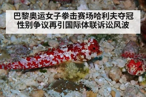 巴黎奥运女子拳击赛场哈利夫夺冠性别争议再引国际体联诉讼风波
